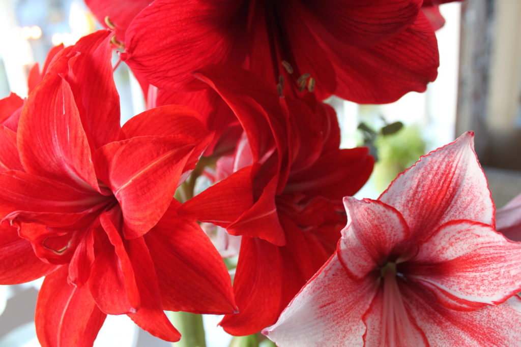 blandade amaryllis