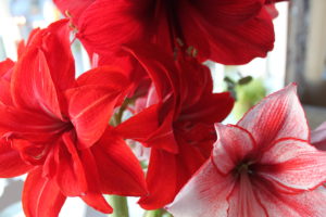 blandade amaryllis